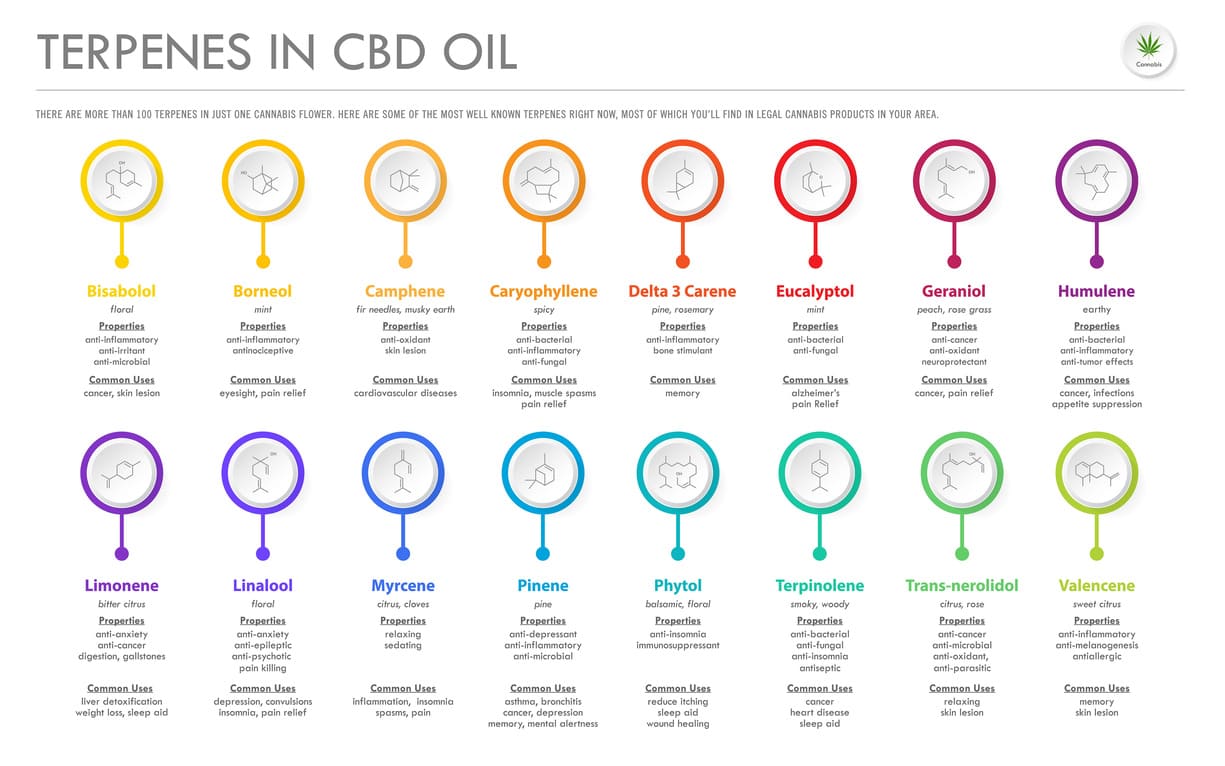 What Are The Terpenes In Cannabidiol 321CBD   AdobeStock 286725836 (1) 